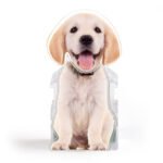 CBS8369-2_012671cf-3f2a-453c-93cc-231f41c91fcejpg - Printshop4me.au 527587858773442566